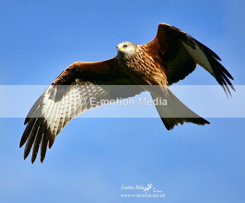 Red Kite 090122 347a - Nature