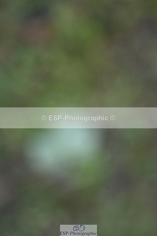 250831A-133807-10541 - Cls 37 Snr 1.35m Grand Prix