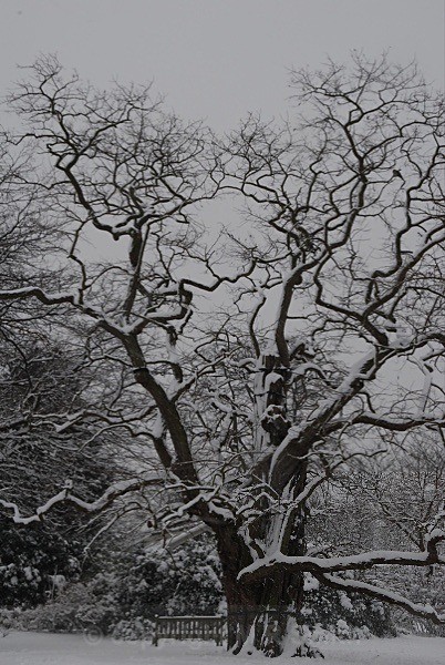 Winter Outline - LANDSCAPES & TREES