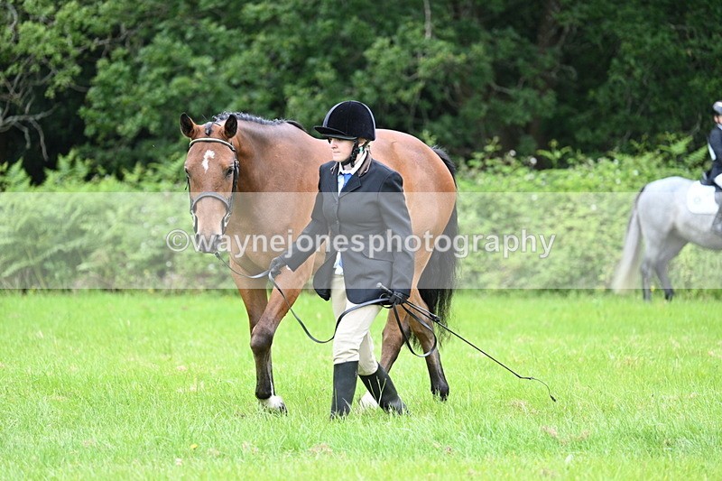 WJ7_3805 - Class 14A Handsome Gelding