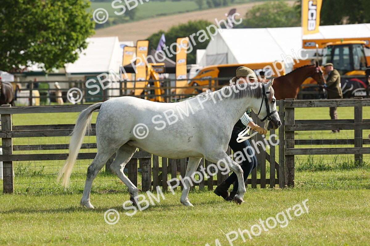 SBM_00737 - Class 6-13 - Mountatin and Moorland In Hand Welsh Breeds
