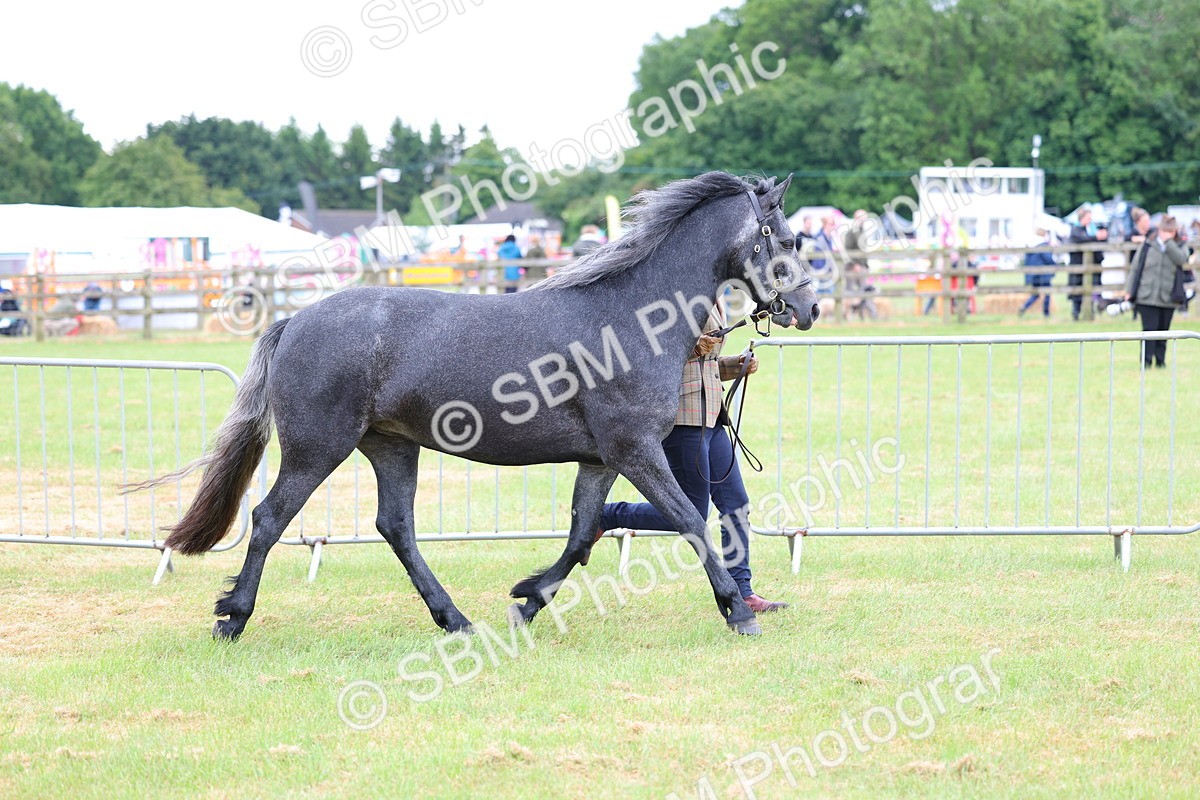 SBM_04038 - Class 64-67 - Shetland Pony In Hand