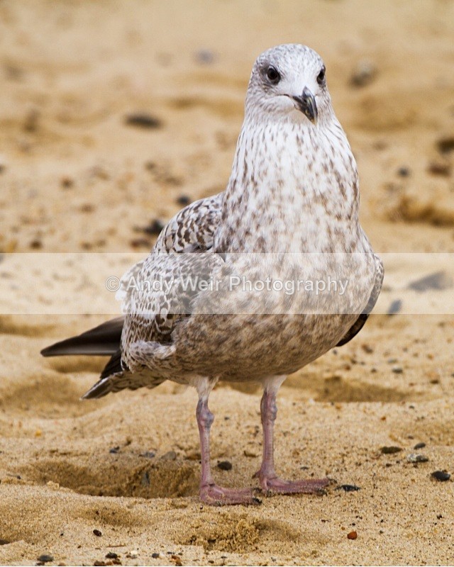20101128-3635 - Herring Gull