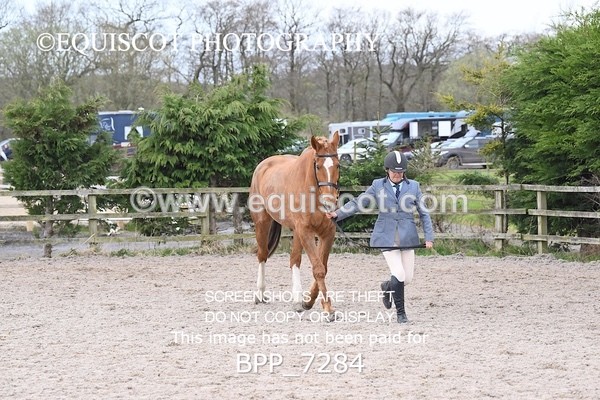 BPP_7284 - RING 1  (RIDDEN HORSES / IN HAND / VETERAN ETC)