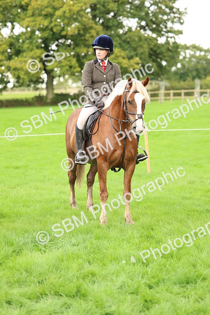 SBM_41868 - S32 - Mountain & Moorland Working Hunter Pony
