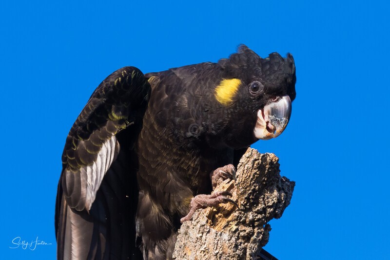 Yellow-tailed Black-cockatoo Female 4 0A3A9095 - Black Cockatoos