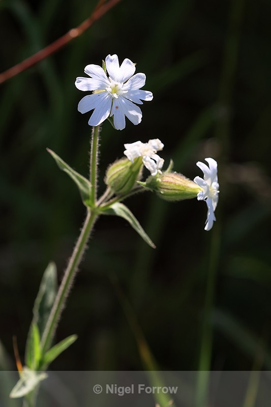 White Campion (Silene latifolia), Oxfordshire, England - PLANTS