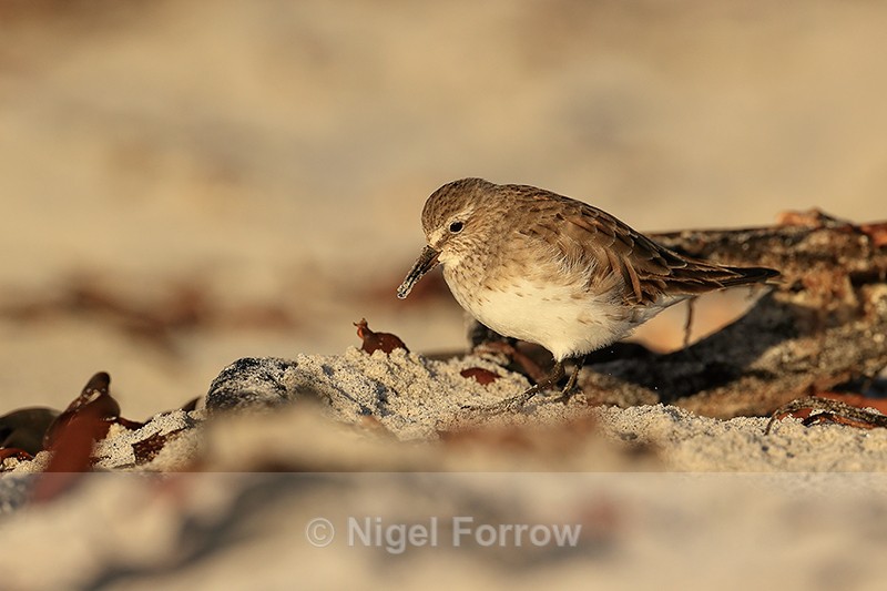 White-rumped Sandpiper, Sea Lion Island, Falklands - White-rumped Sandpiper