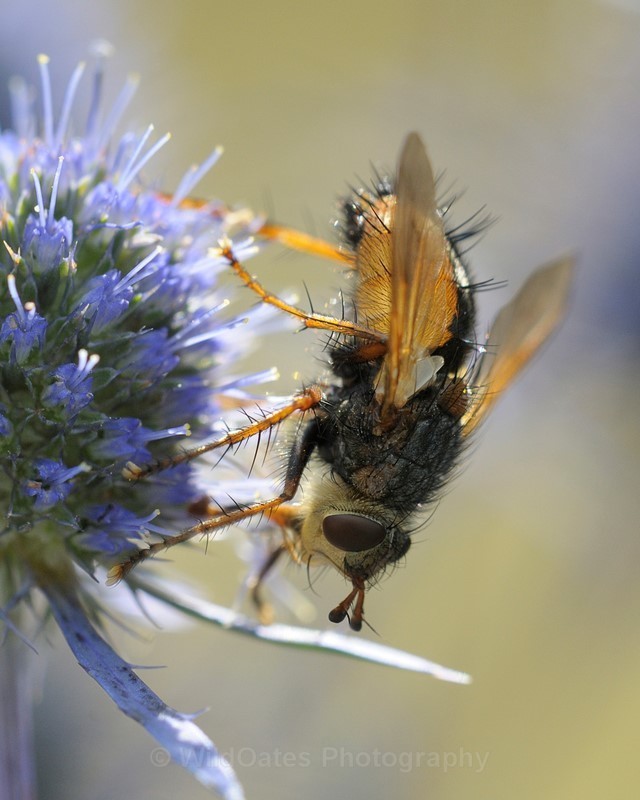 2012-08-14-16-31-35 NIKON D300 180mm f7 1-250 iso400_255 - Insects, Dragon Flies, Bugs and Plants