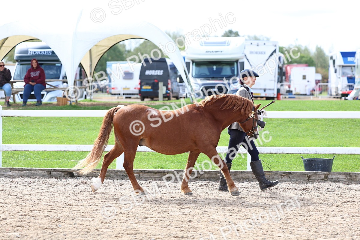 SBM_01895 - Class 18 - Handsomest Gelding - IH or Ridden