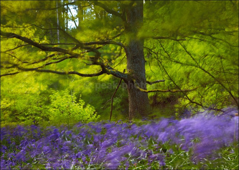 Bluebell Blur - Photographs of Woodland & Rivers