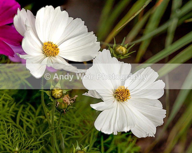 20130621-_MG_4346-2020 - Plants & Flowers