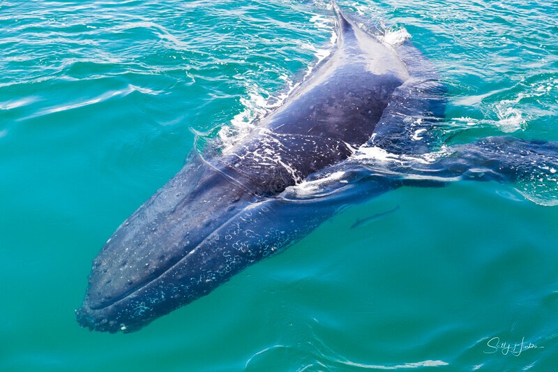 _16A1984 - 2024 Hervey Bay Whales
