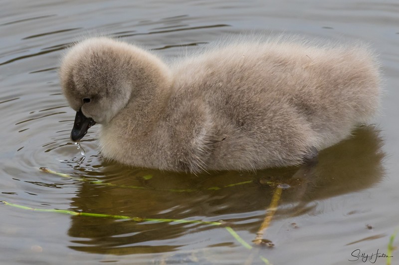 Cygnets 8