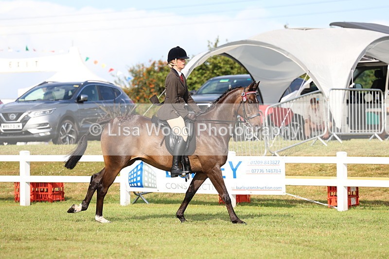 3E7A8271 - Class 2: Rising Star Large Hack/Riding Horse