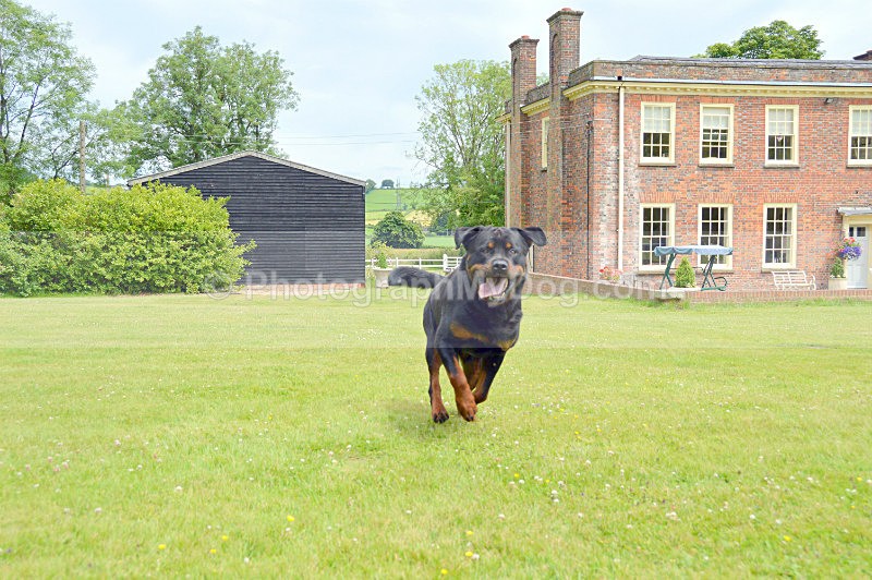  - Rottweilers