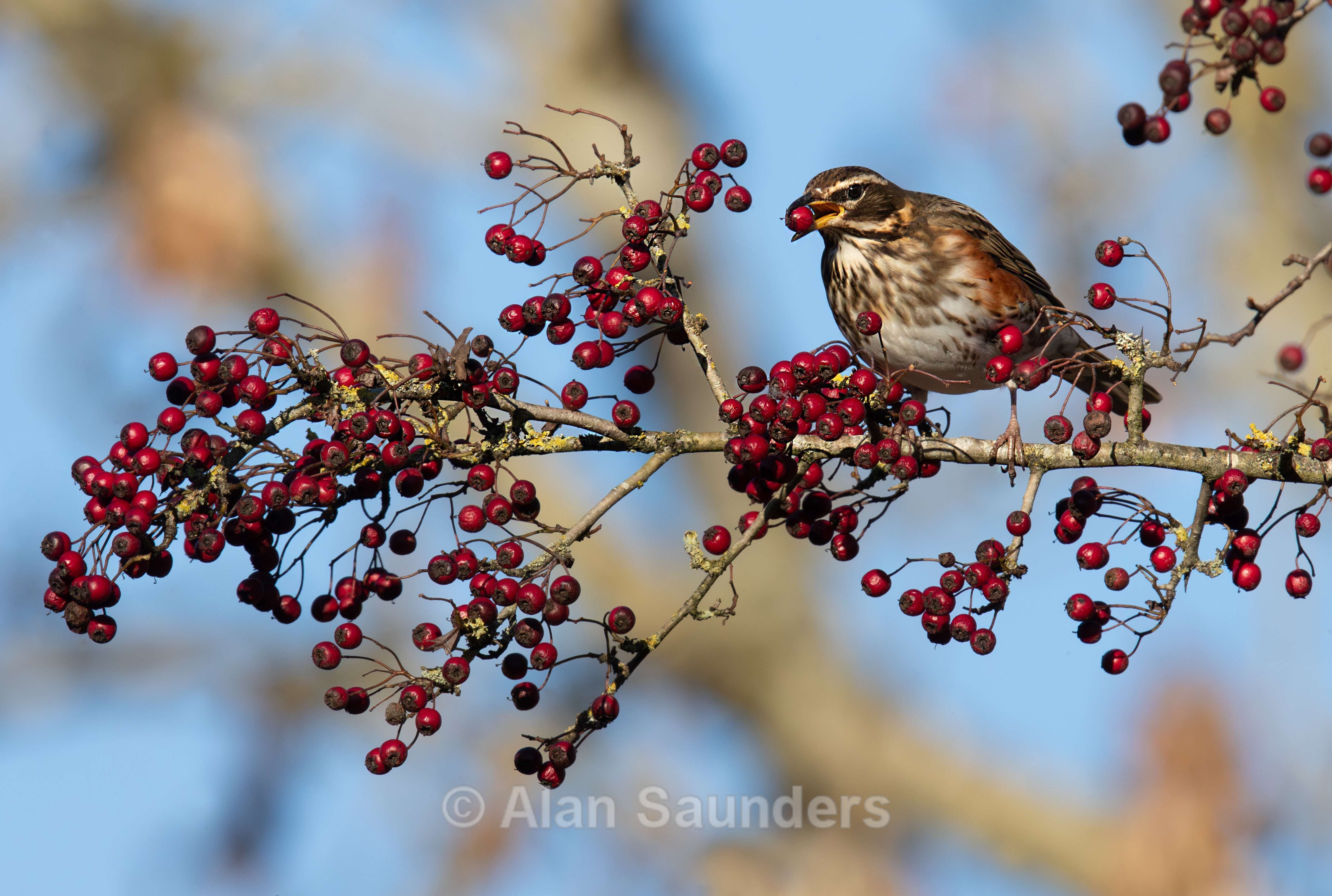 Redwing 2
