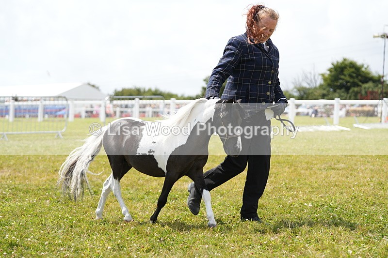 DSC06766 - Class 58: Coloured Pony Youngstock