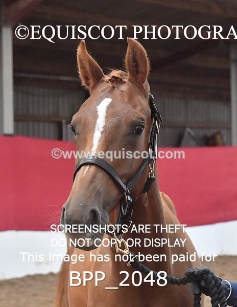 BPP_2048 - AFTERNOON 12.30 - 3.30PM