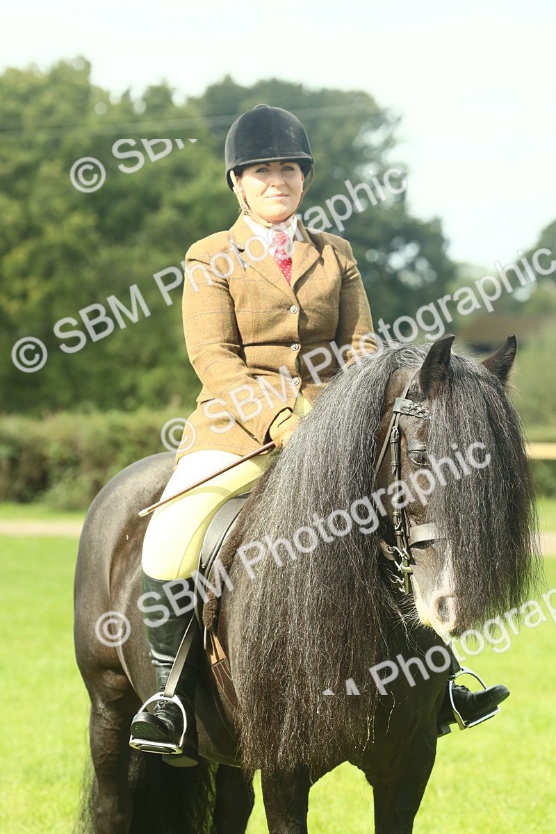 SBM_66434 - S34 - Rehabilitated Rescue Horse & Pony In Hand & Ridden
