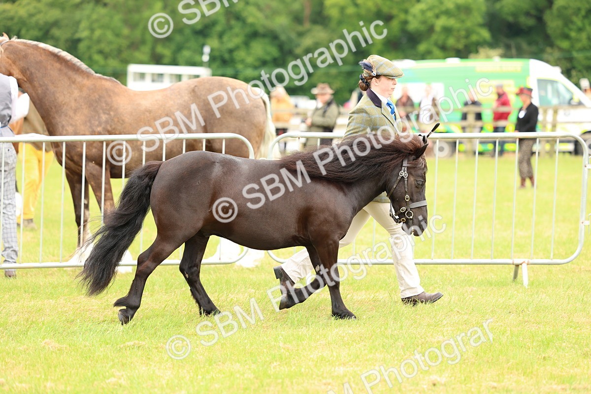 SBM_03507 - Class 58-67 - M&M Non Welsh Pony In hand