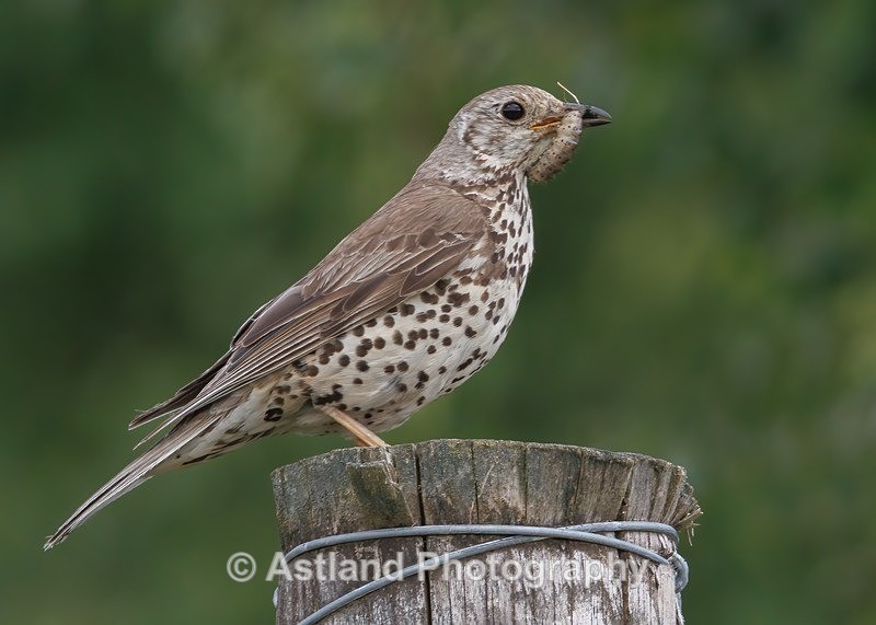 Mistle Thrush - Latest Images