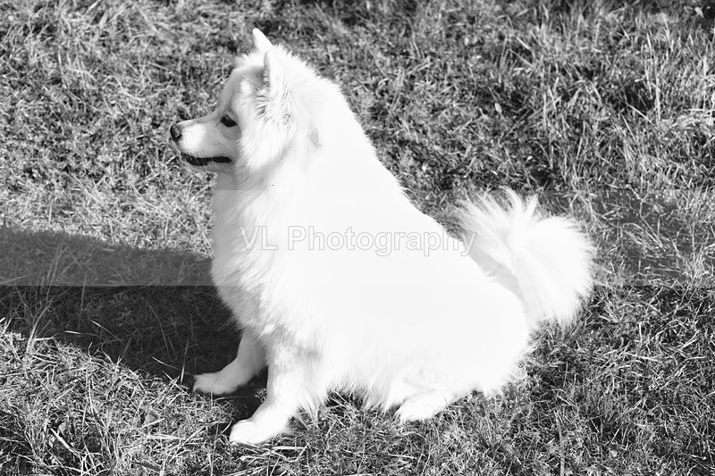 Samoyed - Animals and Birds