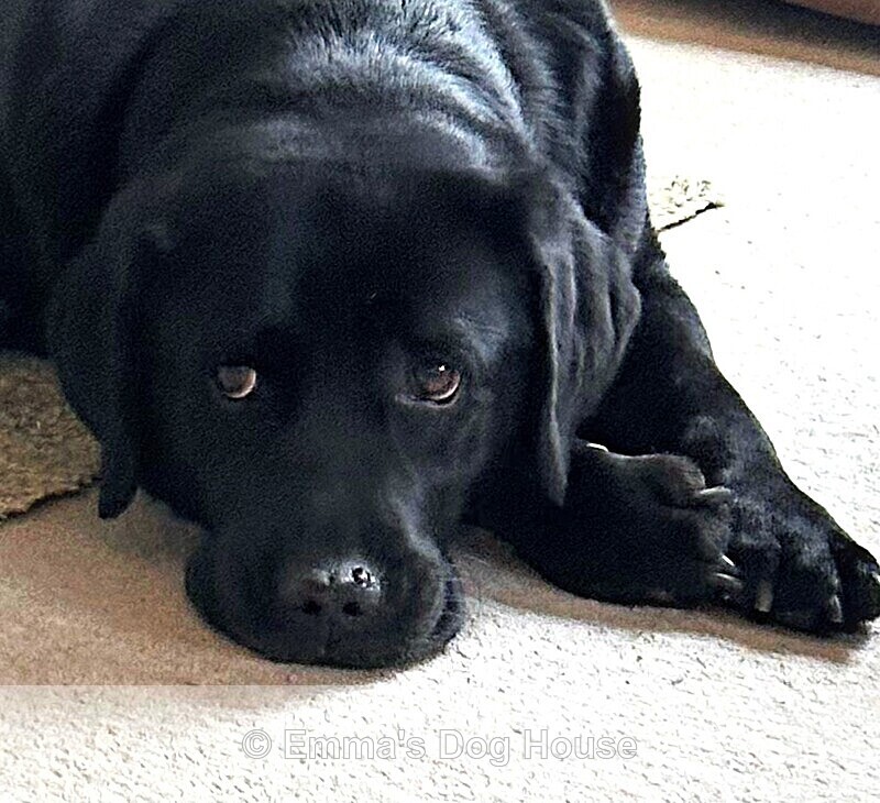  - Pawtraits
