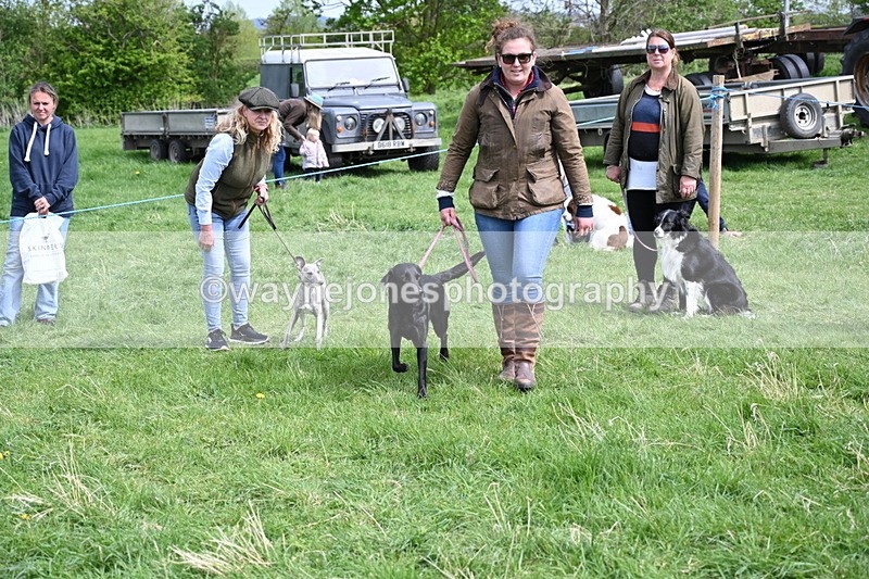 WJ6_9084 - Class 8 Best Working / Gun Dog or Bitch