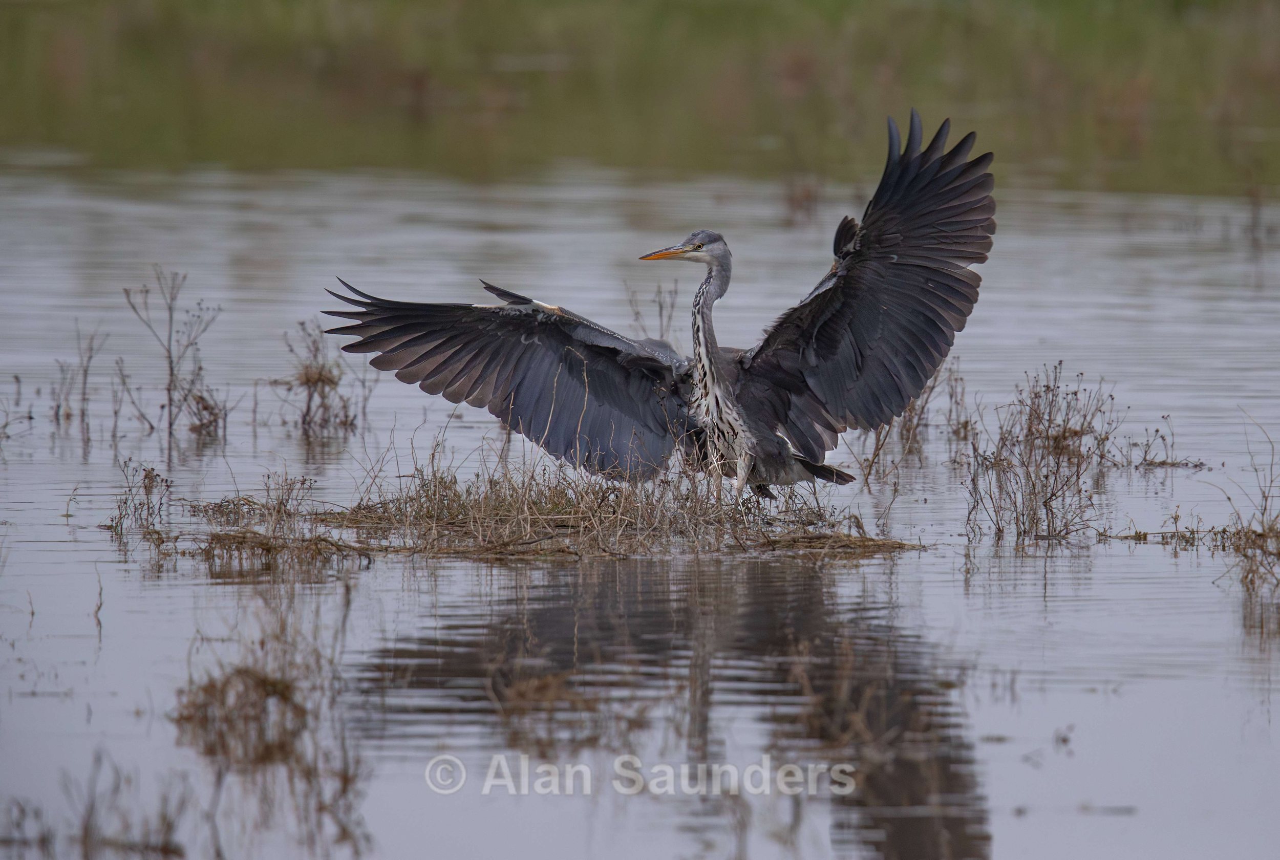 Grey Heron 28