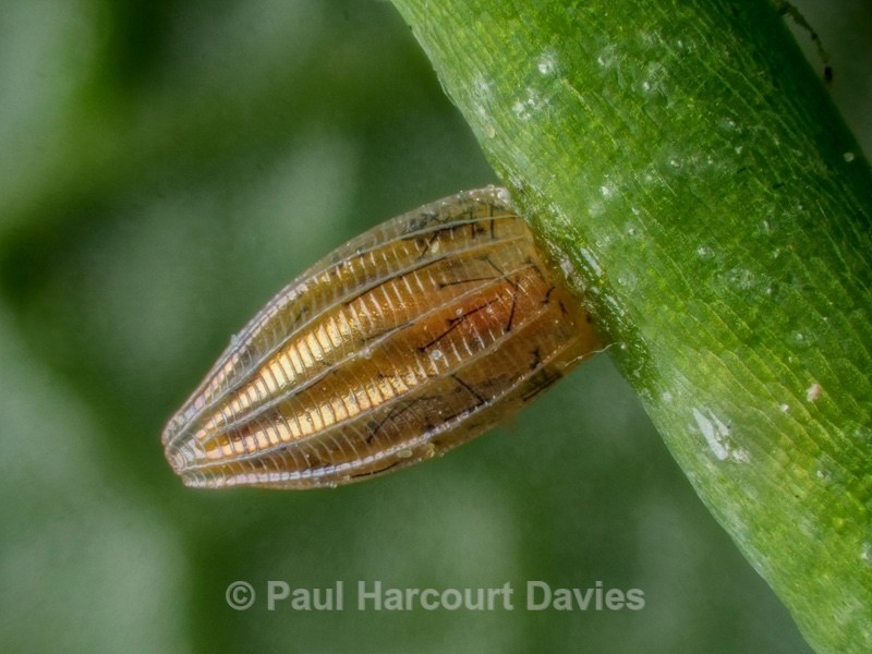 Butterfly egg- Orange-tip (Anthocaris cardamines) - Ten Metres from Home 2021