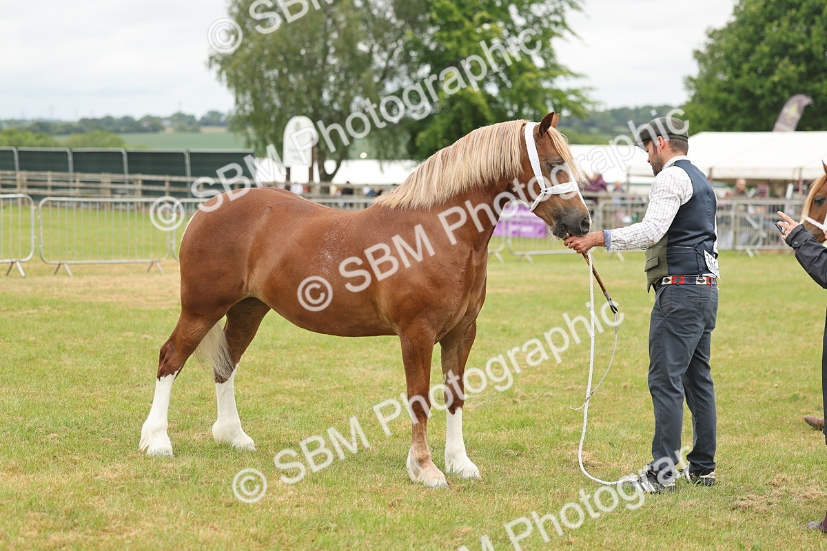 SBM_05017 - Class 50-57 - M&M Welsh Pony In Hand