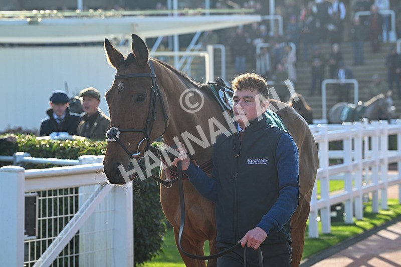 151124-Race 1-Paddock-Rebel Intentions-7020 - Race 1