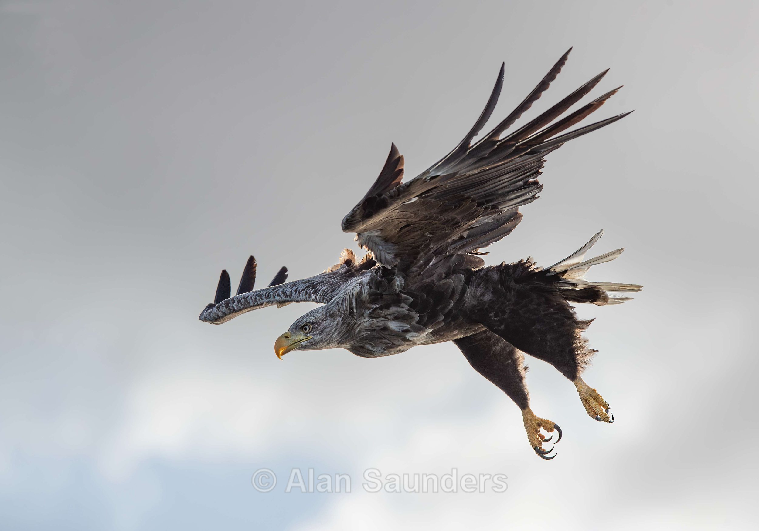 White Tailed Eagle 110