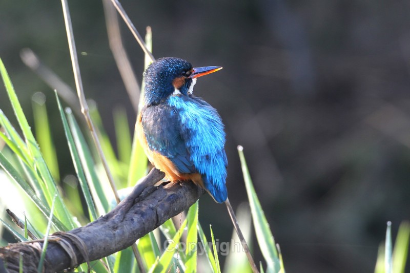  - Kingfishers