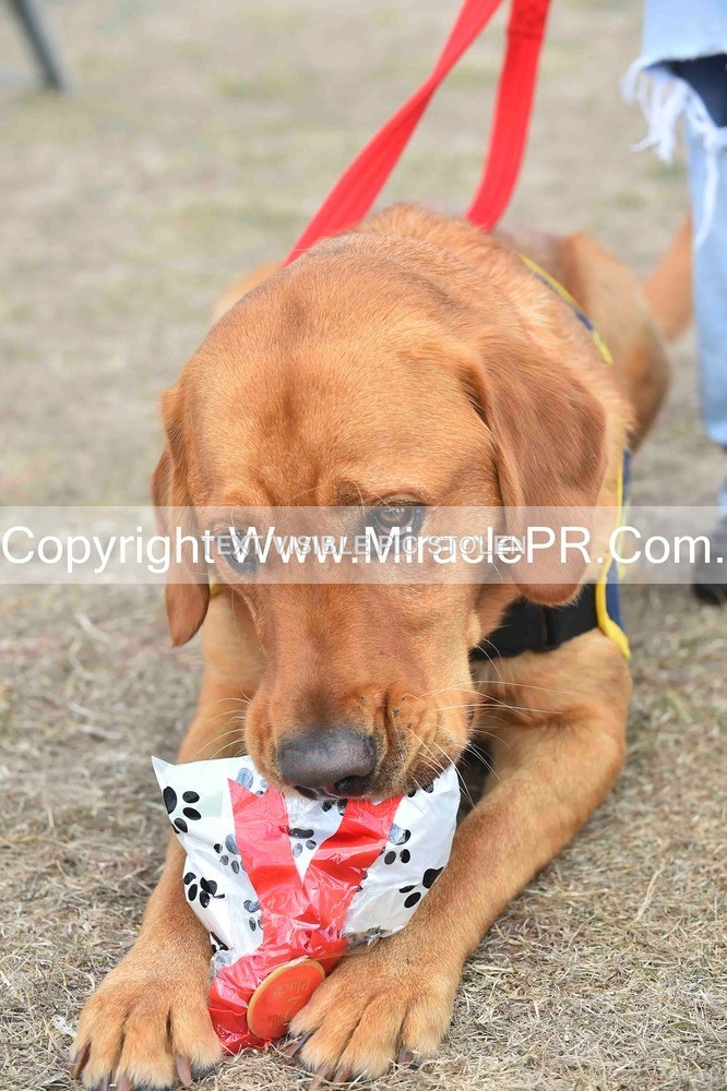 SH4_0162 - Dog show.
