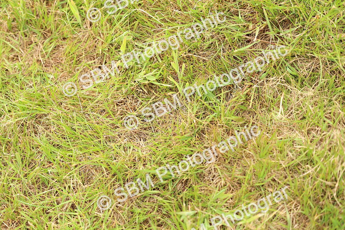 SBM_10422 - Class 44-45 - LIHS BSPS Open Nursery and Cradle Stakes