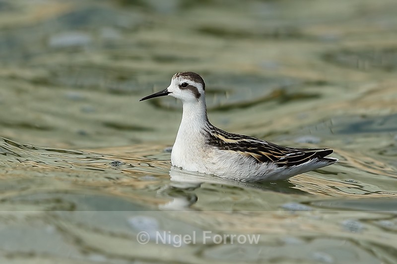 Red-necked Phalarope (juvenile), Farmoor Reservoir - Red-necked Phalarope