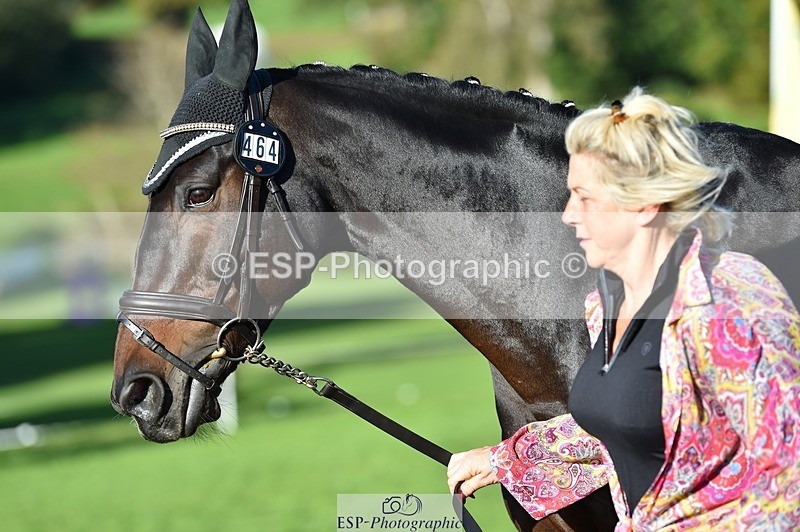 231022-104656-22740 - 464-IMPERIAL.TANGLE-Deborah.Burrell-TrotUp+SJ