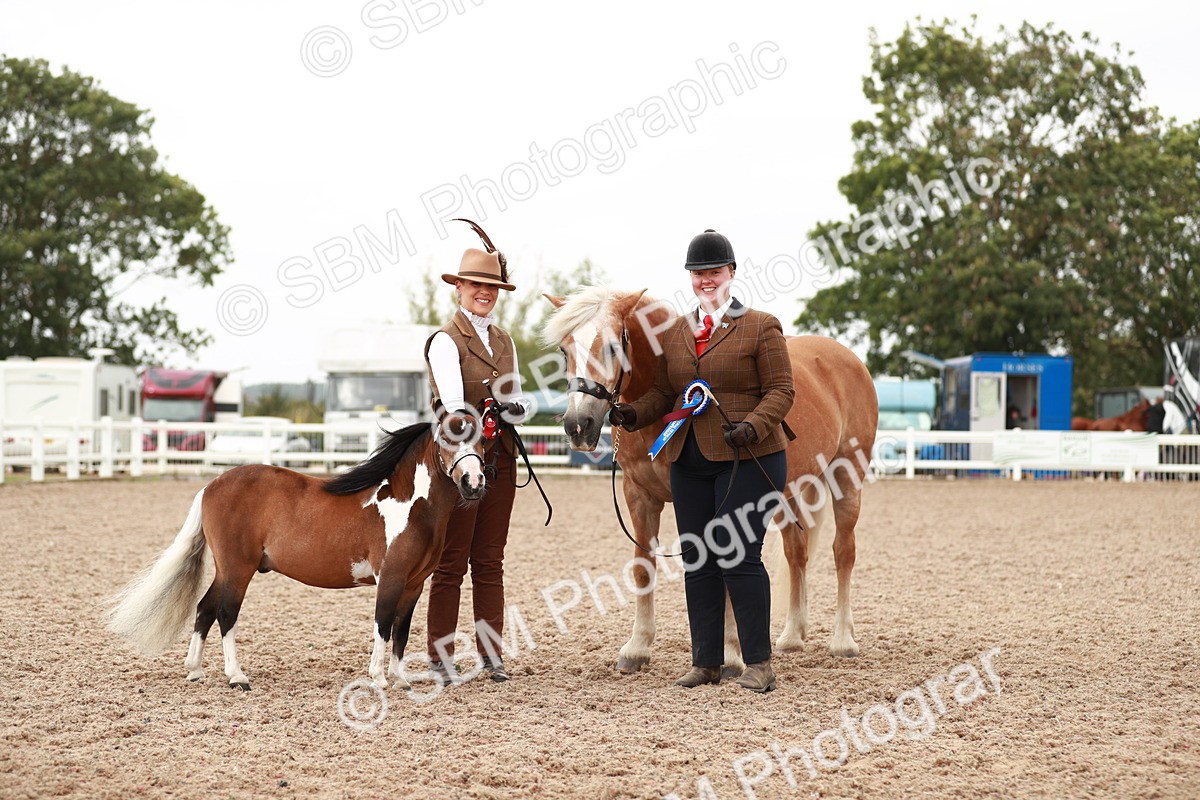 SBM_11917 - Class 206 IH Non Show Type Pony
