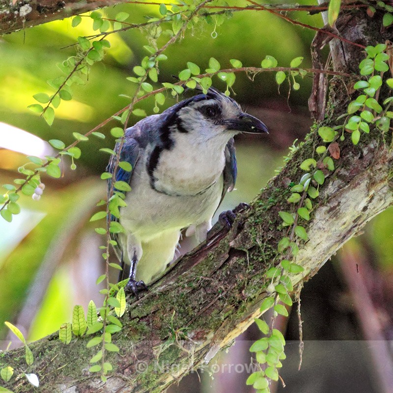White-throated Magpie-Jay, Arenal, Costa Rica - White-throated Magpie-Jay