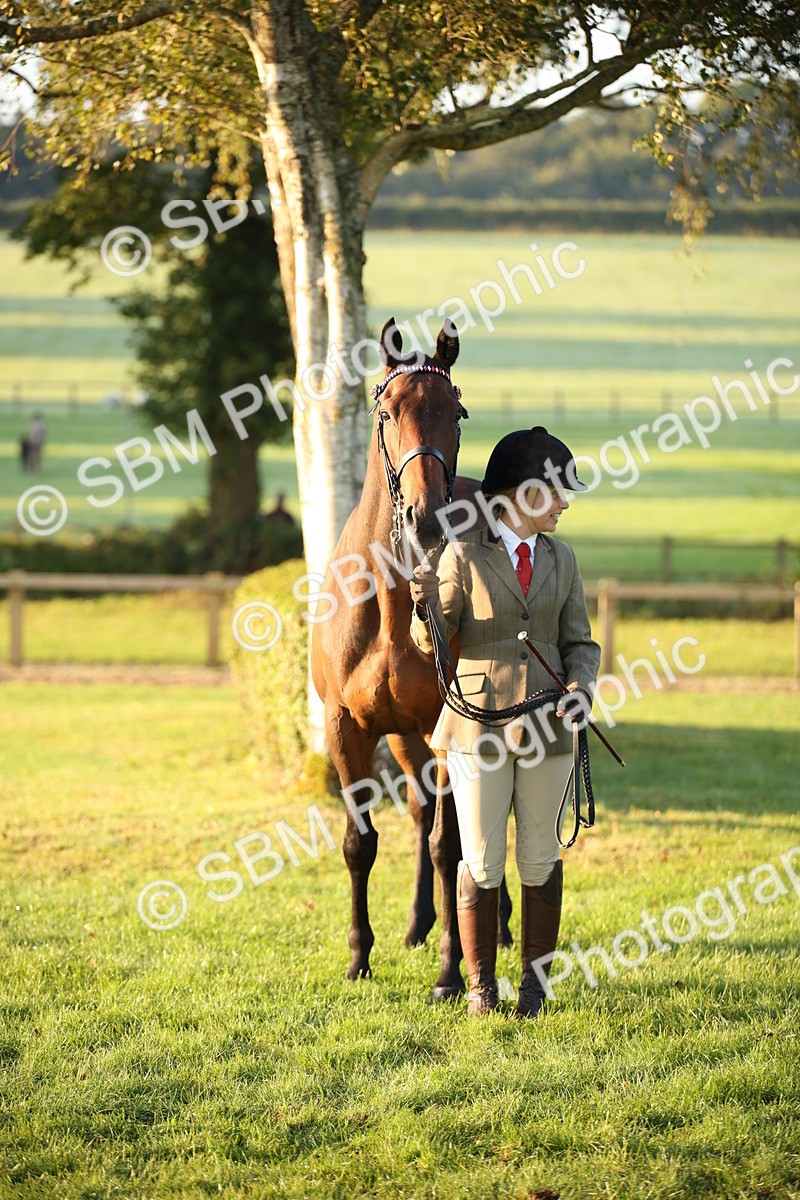 SBM_56851 - S49 - Riding Horse & Hack & Thoroughbred In Hand