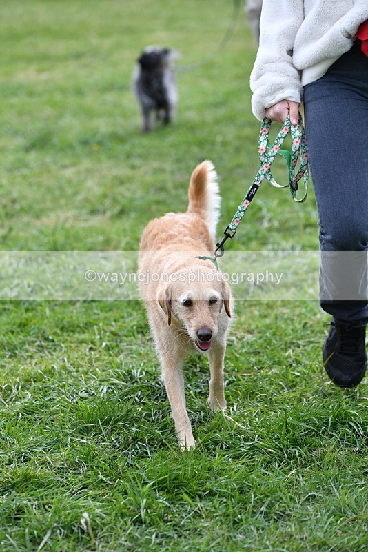 WJ5_9319 - Class 1 Best Cross Breed / Heniz 57