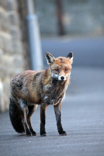 - Urban Foxes, Bristol, Great Britain