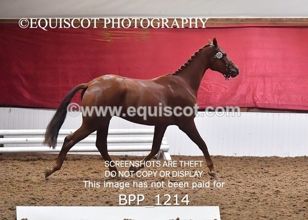 BPP_1214 - MORNING 9AM - 12PM