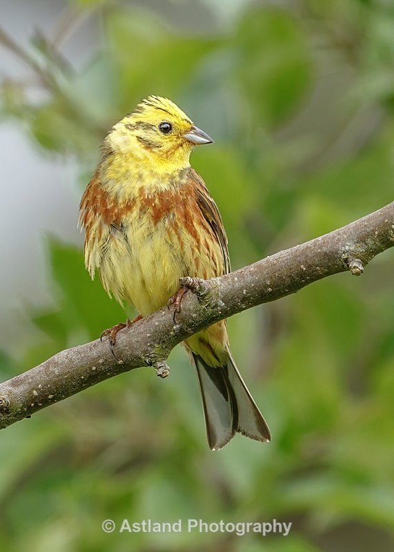 Astland Photography, Bird and Wildlife Images, Susan and Peter Wilson, U.K