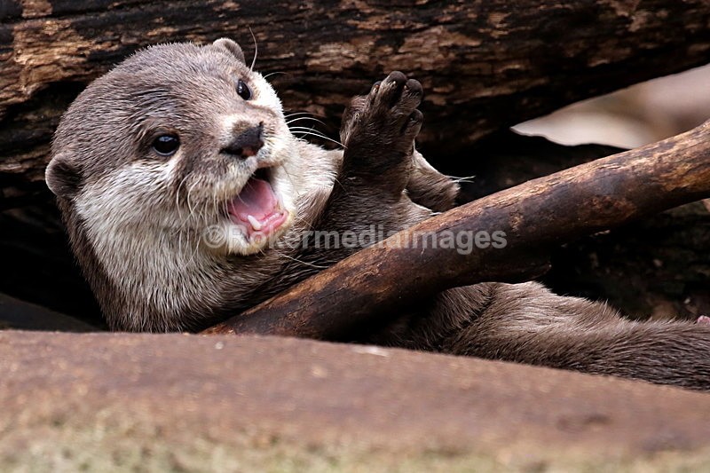  - Wildlife