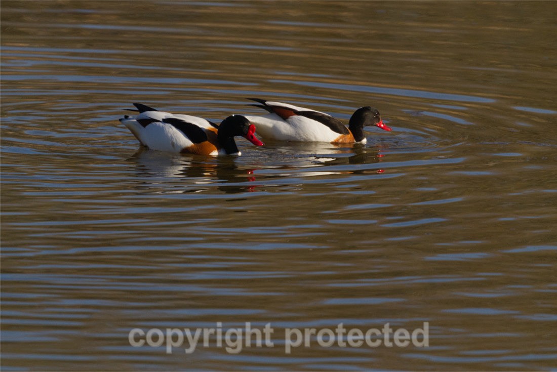 Shelducks - Lackford Lakes - Suffolk - Birds