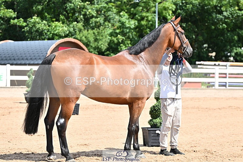 240718A-105243-01079 - Trot Up 12pm to 1pm