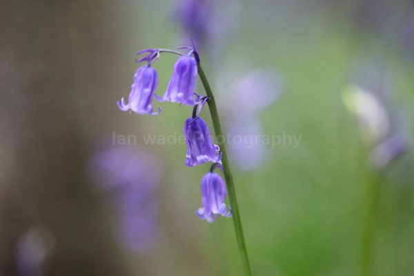 Bluebells   _ WOOD_004 - Woodland scenes & flowers